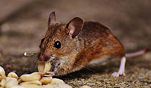 24 Hour & Emergency Exterminators in Pine Knoll Shores, NC